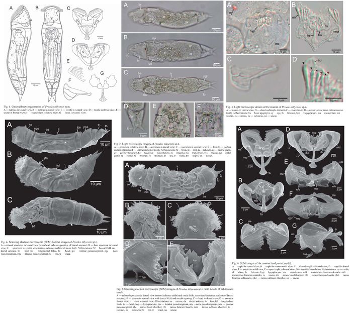 Proales tillyensis - Original description image
