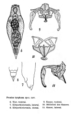 Proales tyrphosa - Original description image