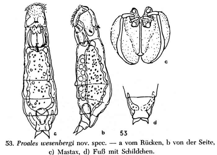 Proales wesenbergi