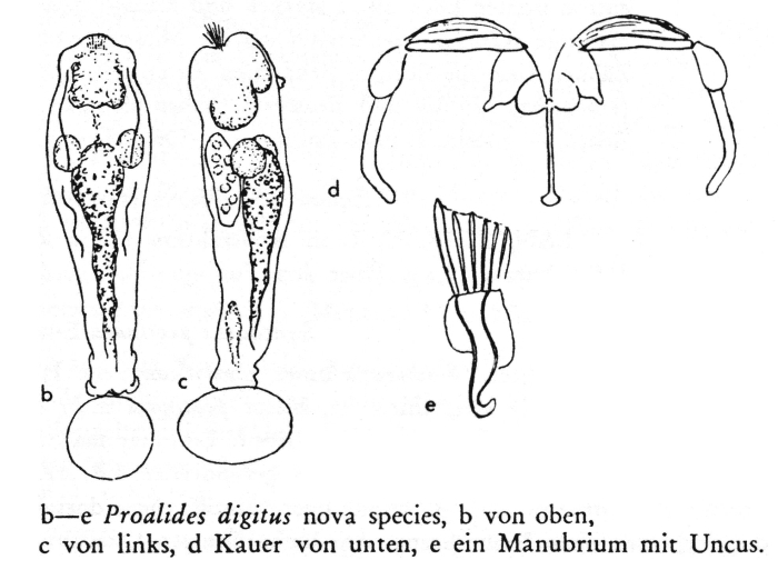 Proalides digitus - Original description image