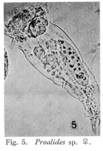 Proalides subtilis