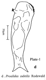 Proalides subtilis