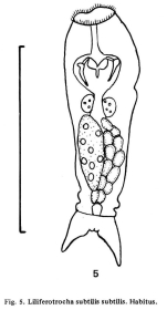 Proalides subtilis