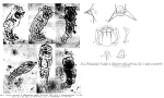 Proalides subtilis