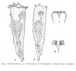 Proalides subtilis - Original description image