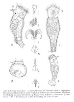 Proalides tentaculatus
