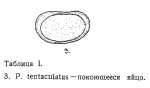 Proalides tentaculatus
