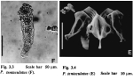 Proalides tentaculatus