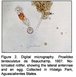 Proalides tentaculatus