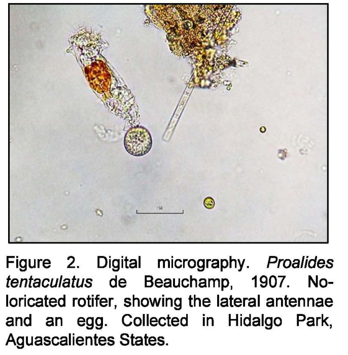Proalides tentaculatus
