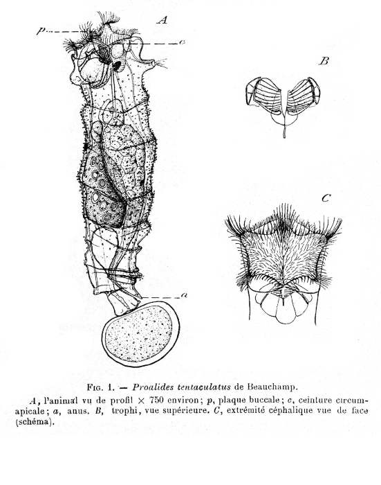 Proalides tentaculatus - Original description image