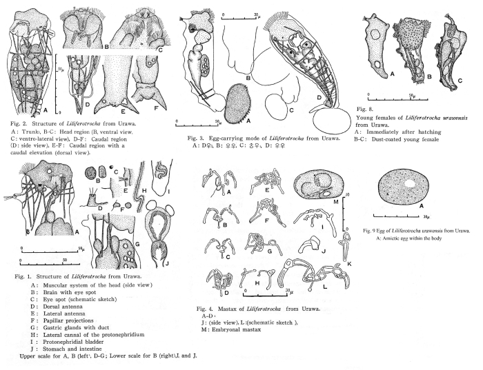 Proalides urawensis - Original description image