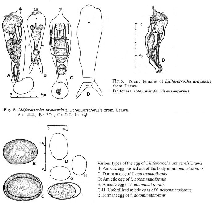 Proalides urawensis f. notommatoformis - Original description image
