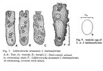 Proalides urawensis f. tintinnoformis