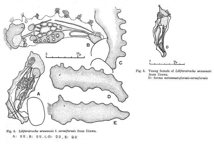 Proalides urawensis f. vermiformis - Original description image