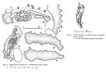 Proalides urawensis f. vermiformis