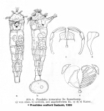 Proalides wulferti