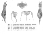 Proalinopsis caudata