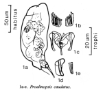 Proalinopsis caudata
