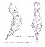 Proalinopsis caudata