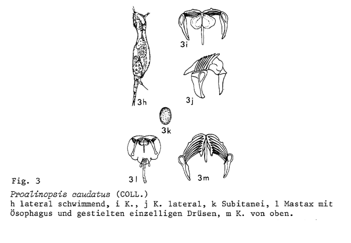 Proalinopsis caudata