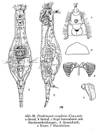 Proalinopsis caudata