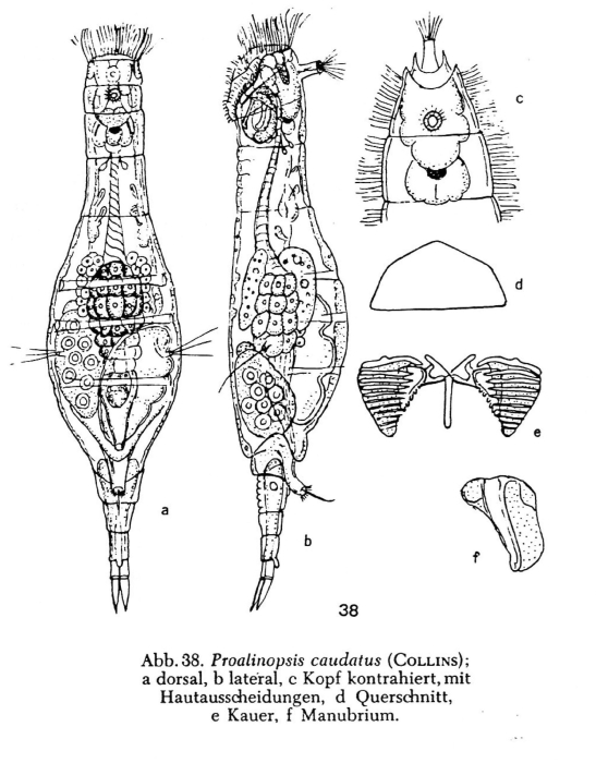 Proalinopsis caudata Proalinopsis caudata
