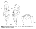 Proalinopsis caudata