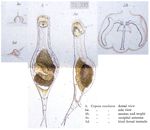 Proalinopsis caudata