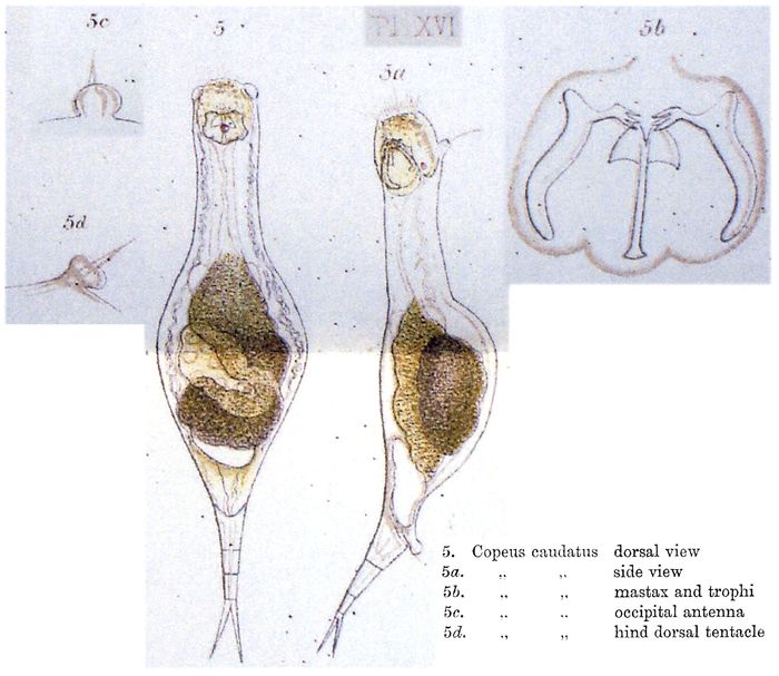 Proalinopsis caudata