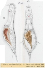 Proalinopsis caudata