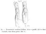 Proalinopsis caudata