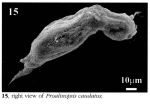 Proalinopsis caudata