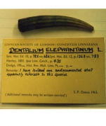 Dentalium elephantinum
