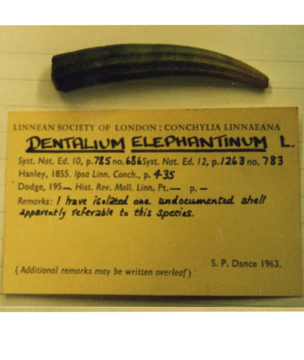 Dentalium elephantinum Dentalium elephantinum