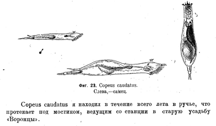 Proalinopsis caudata Proalinopsis caudata
