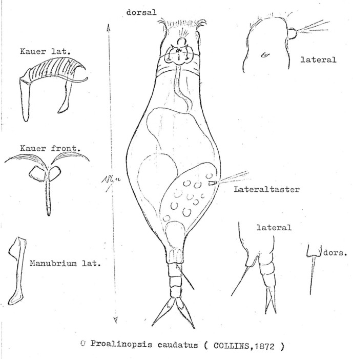 Proalinopsis caudata