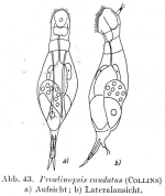 Proalinopsis caudata