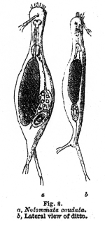 Proalinopsis caudata