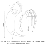 Proalinopsis gracilis