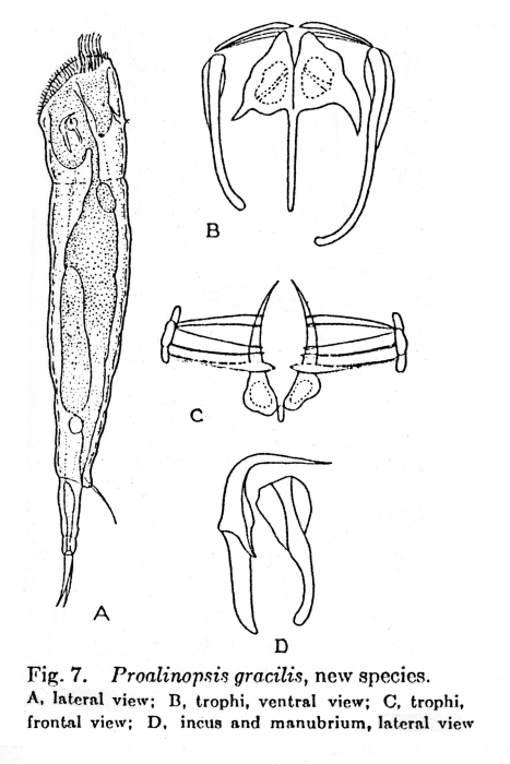 Proalinopsis gracilis - Original description image