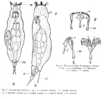 Proalinopsis lobatus