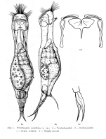 Proalinopsis montana - Original description image