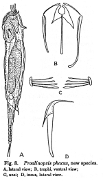 Proalinopsis phacus - Original description image