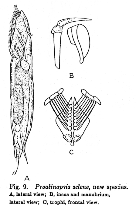 Proalinopsis selene - Original description image