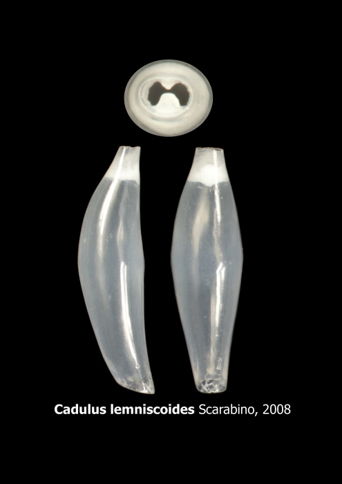 Cadulus lemniscoides Cadulus lemniscoides
