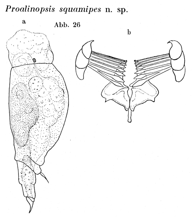 Proalinopsis squamipes - Original description image