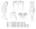 Proalinopsis staurus