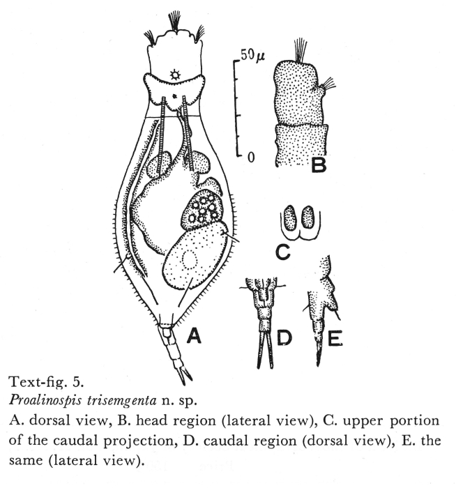 Proalinopsis trisegmentus - Original description image