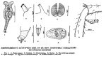 Pseudoembata acutipoda